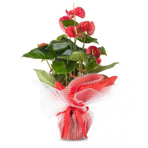 Mutluluk Kırmızısı Antoryum Çiçeği 35 cm